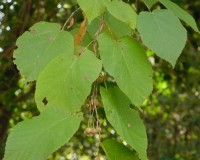 tilia americana wfruit.jpg